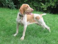 Braco Italiano